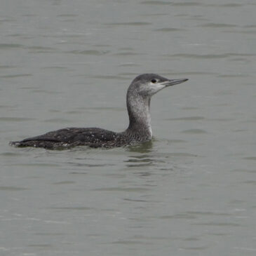 Roodkeelduiker