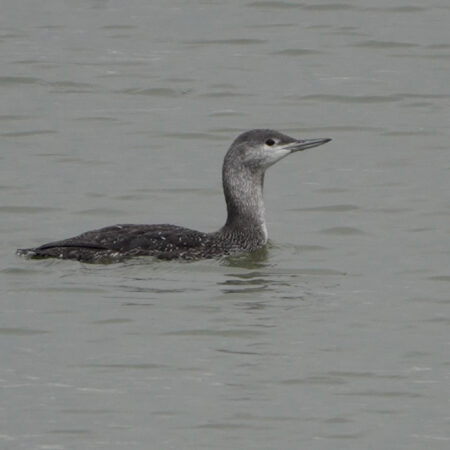 Roodkeelduiker