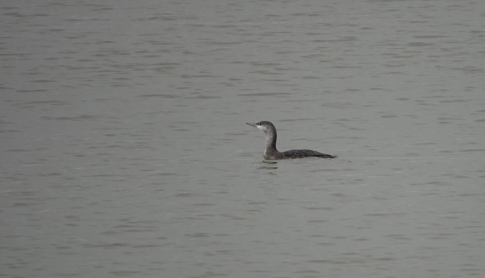 Roodkeelduiker