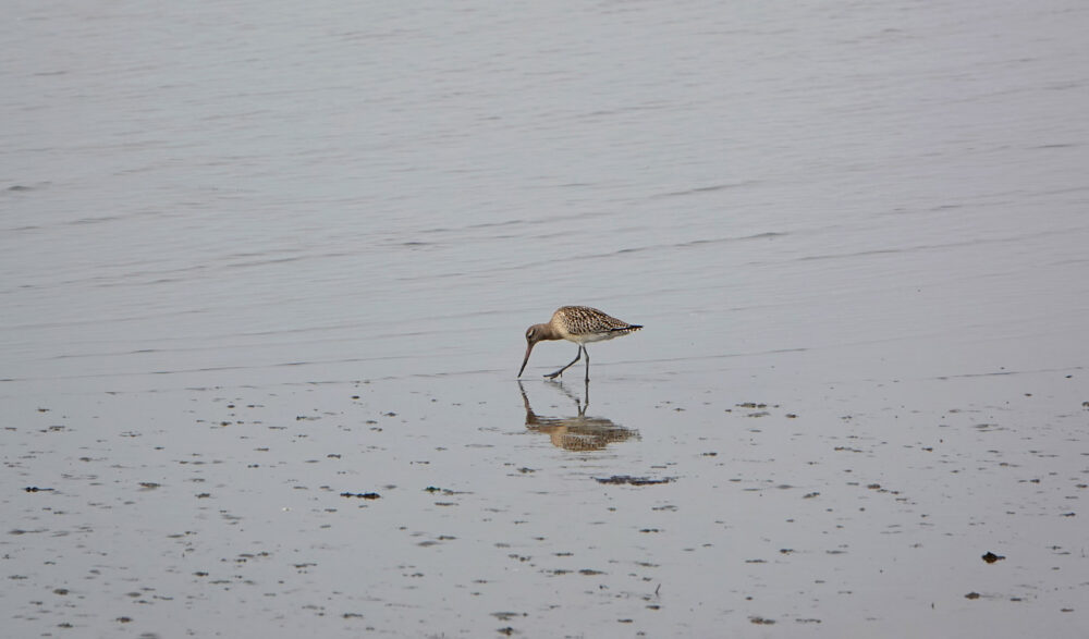 Rosse grutto op wad bij Ameland