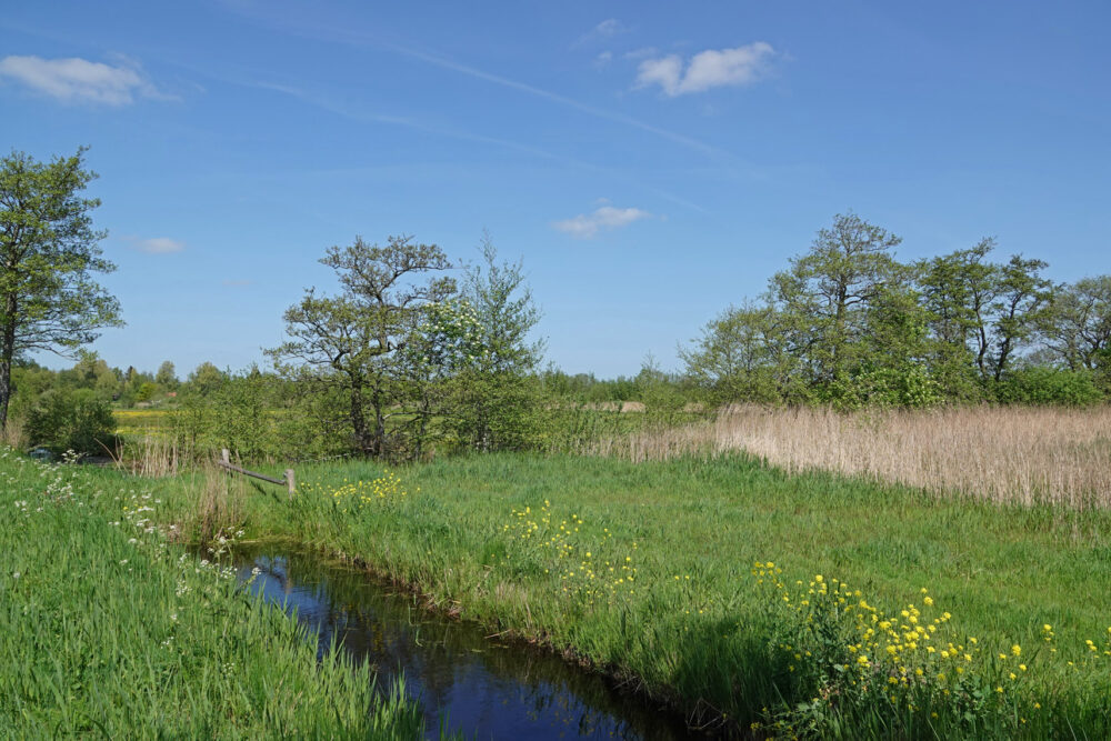 Rottige Meente