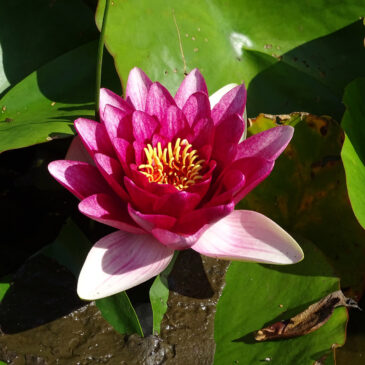 Roze waterlelie