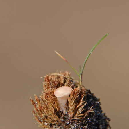 Roze grondschijfje