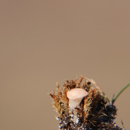 Roze grondschijfje