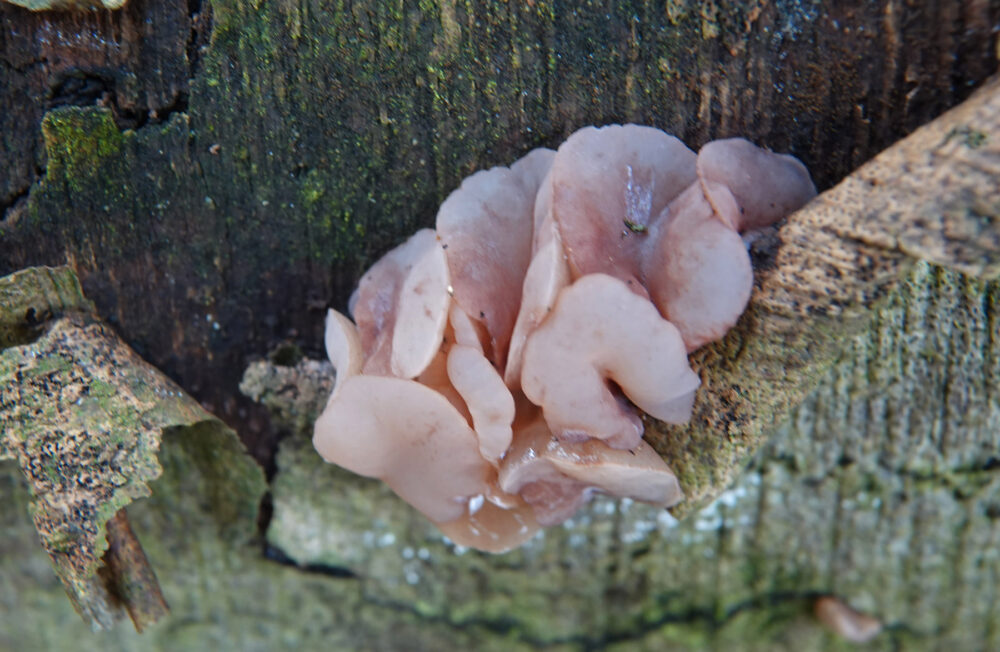 Roze knoopzwam