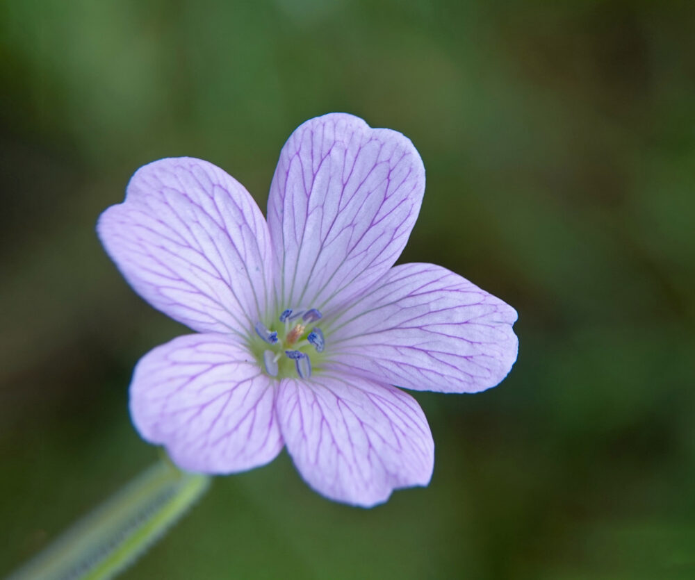 Roze ooievaarsbek