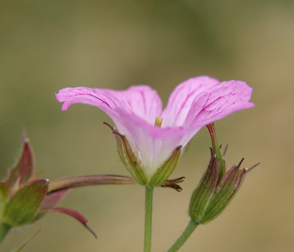 Roze ooievaarsbek