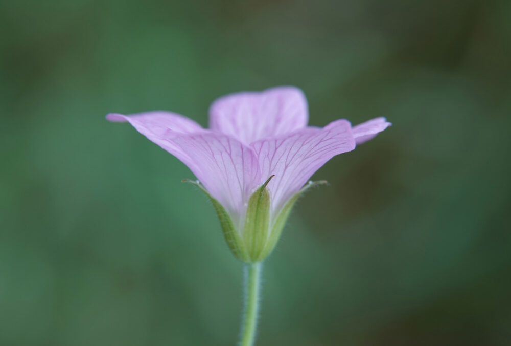 Roze ooievaarsbek