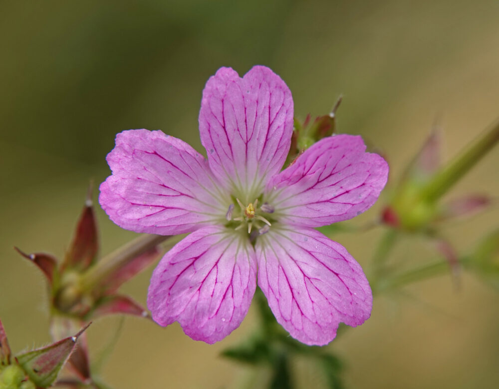 Roze ooievaarsbek