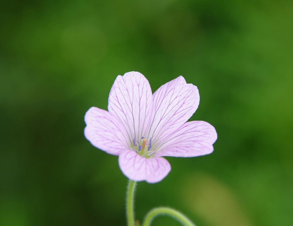 Roze ooievaarsbek