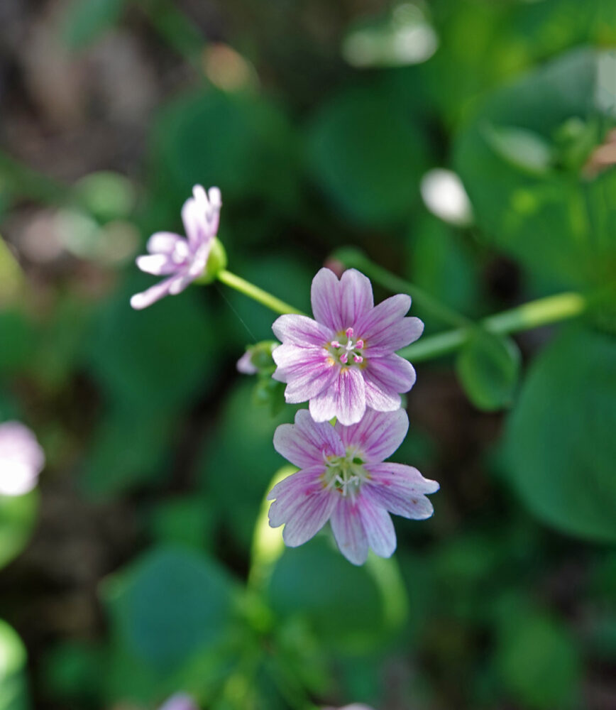 Roze winterpostelein