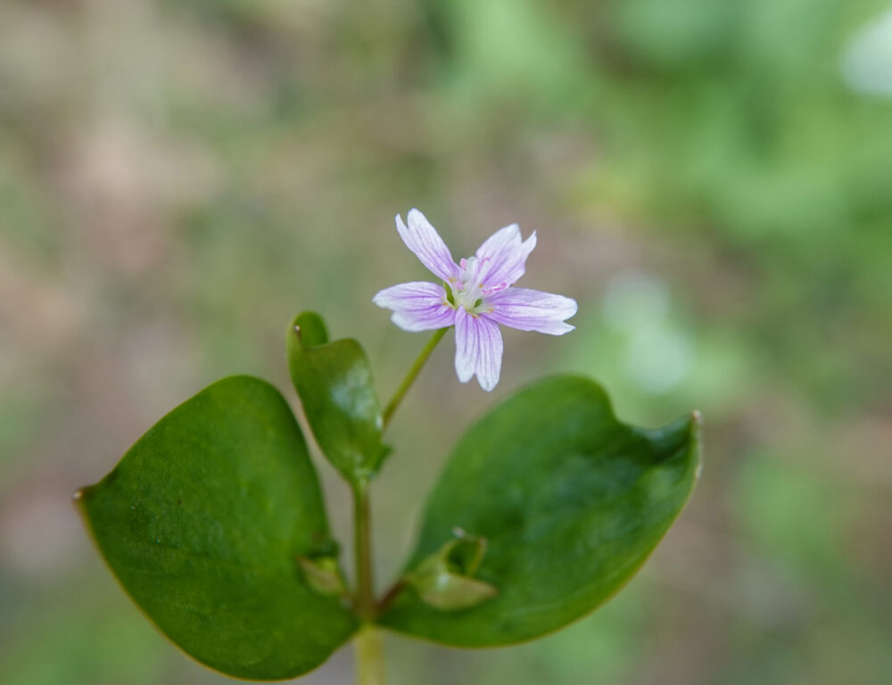 Roze winterpostelein