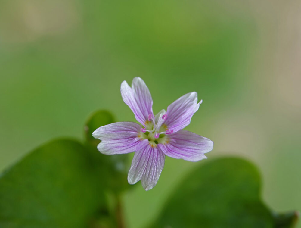 Roze winterpostelein