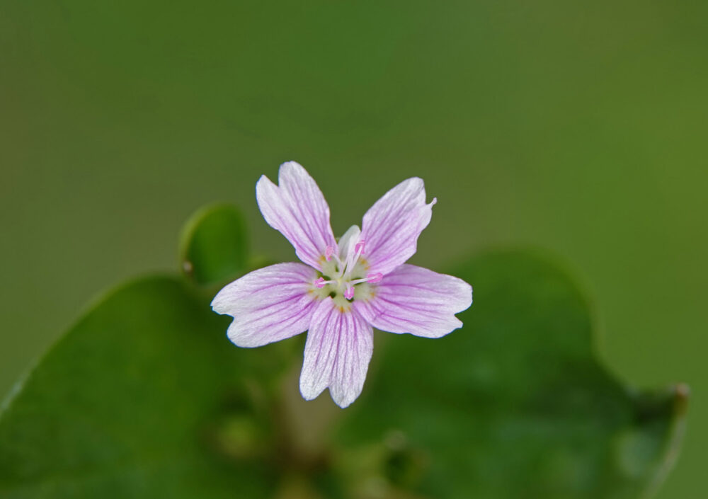 Roze winterpostelein