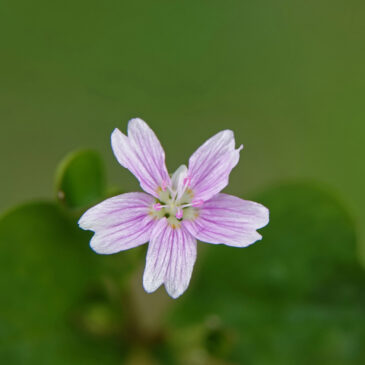Roze winterpostelein