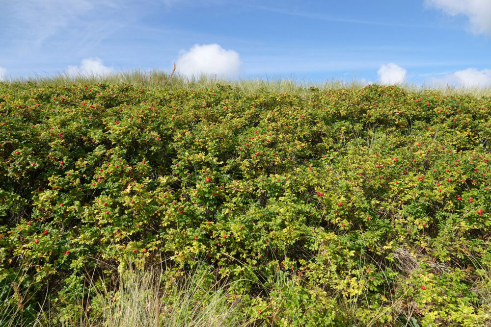 Rozenbottels in de Noordduinen
