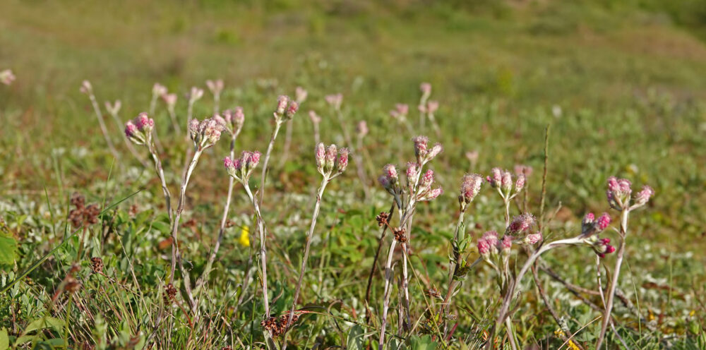 Rozenkransje op Schiermonnikoog