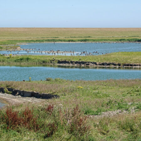 Ruidhorn (Uithuizerwad)