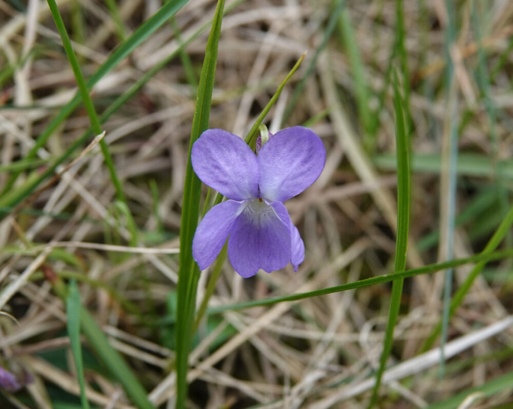 Ruig Viooltje
