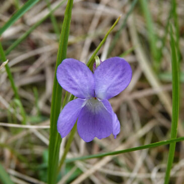 Ruig viooltje
