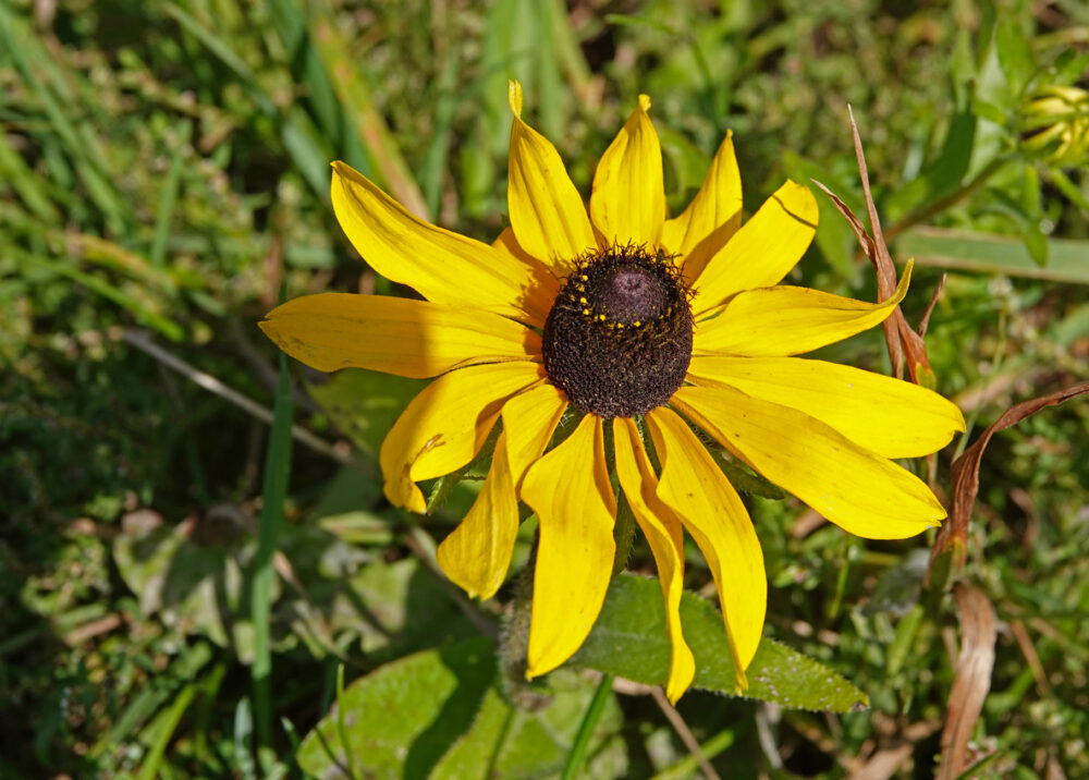 Ruige rudbeckia
