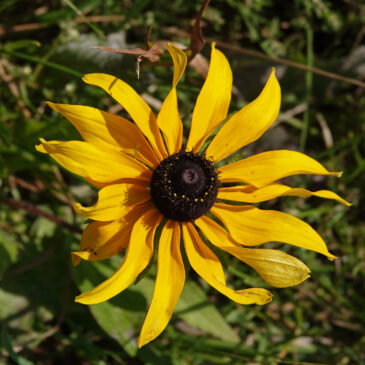 Ruige rudbeckia