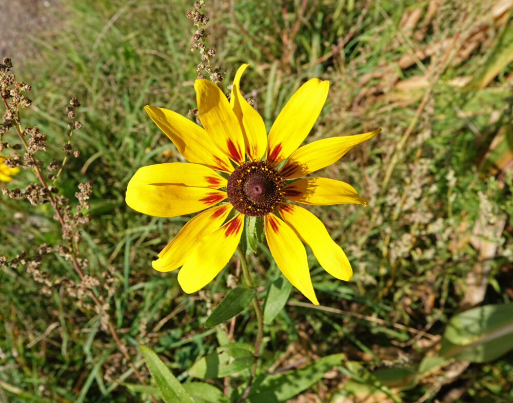 Ruige rudbeckia