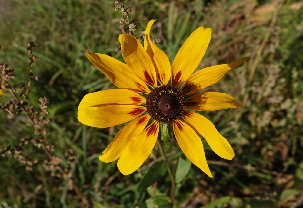 Ruige rudbeckia