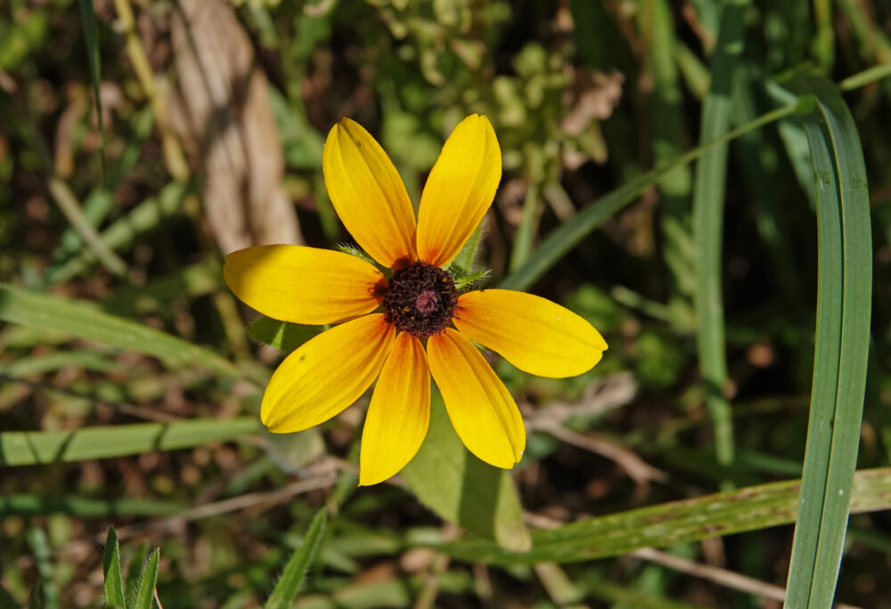 Ruige rudbeckia