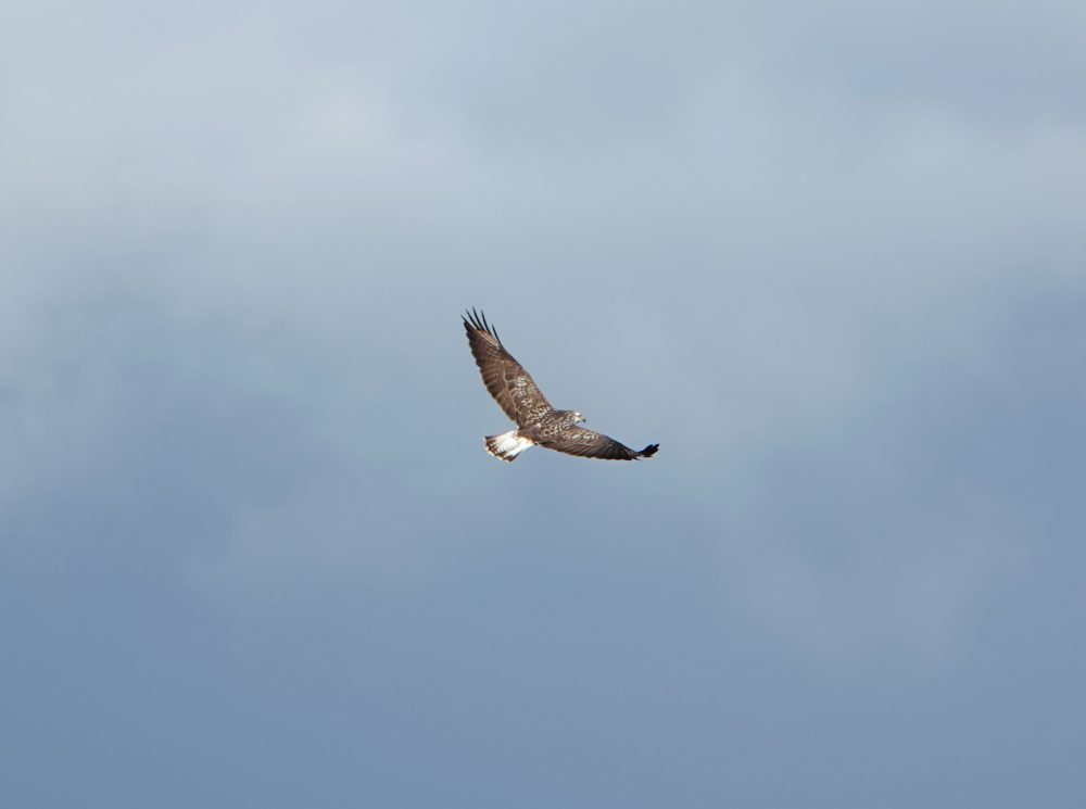 Ruigpootbuizerd boven de Weeringsbroeken