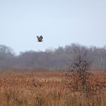 Ruigpootbuizerd