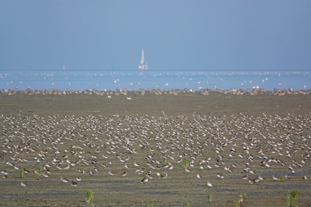 Rustende bonte strandlopers op wad Westhoek