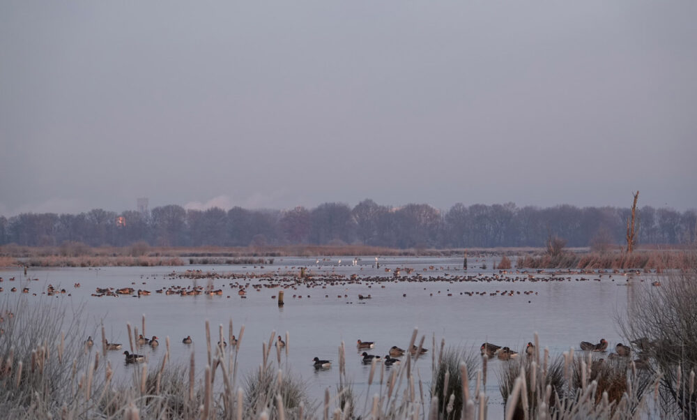 Rustende watervogels op het ijs in de Peizerweering (Onlanden)