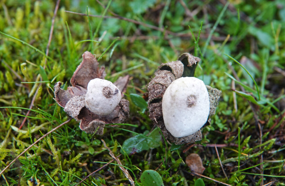 Ruwe aardster