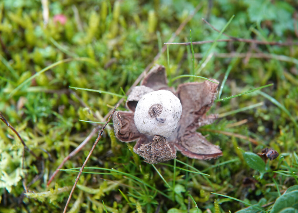 Ruwe aardster