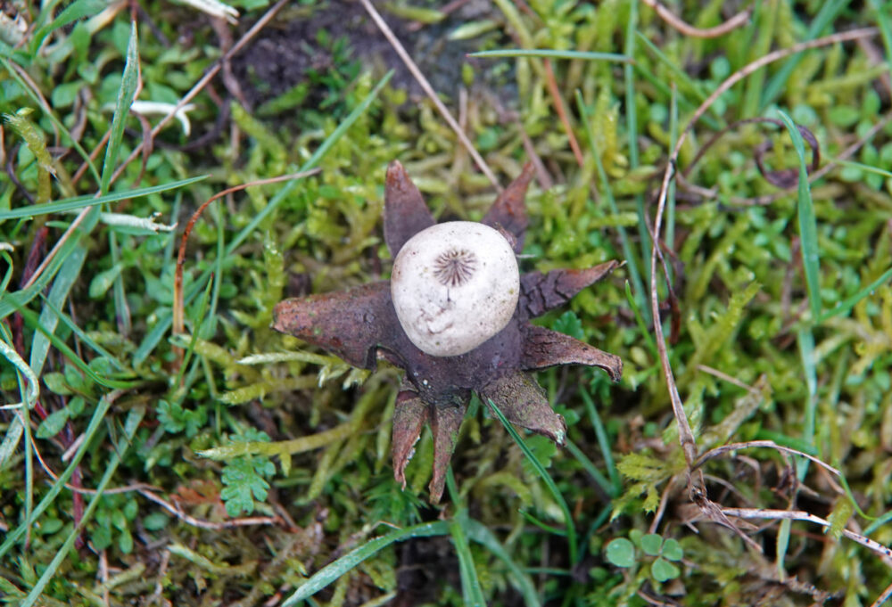 Ruwe aardster