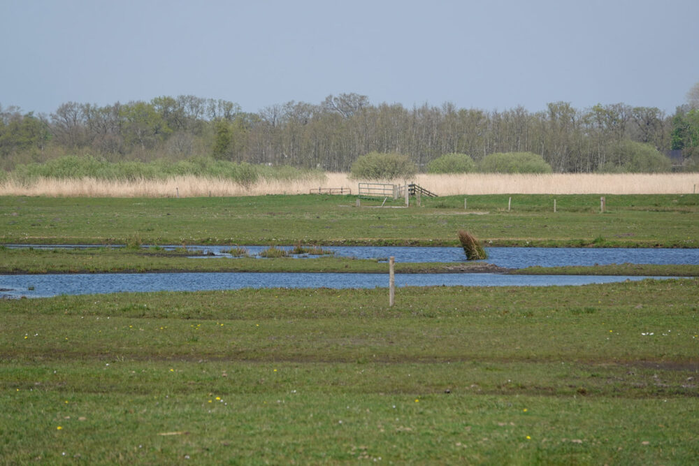 Ryptsjerksterpolder