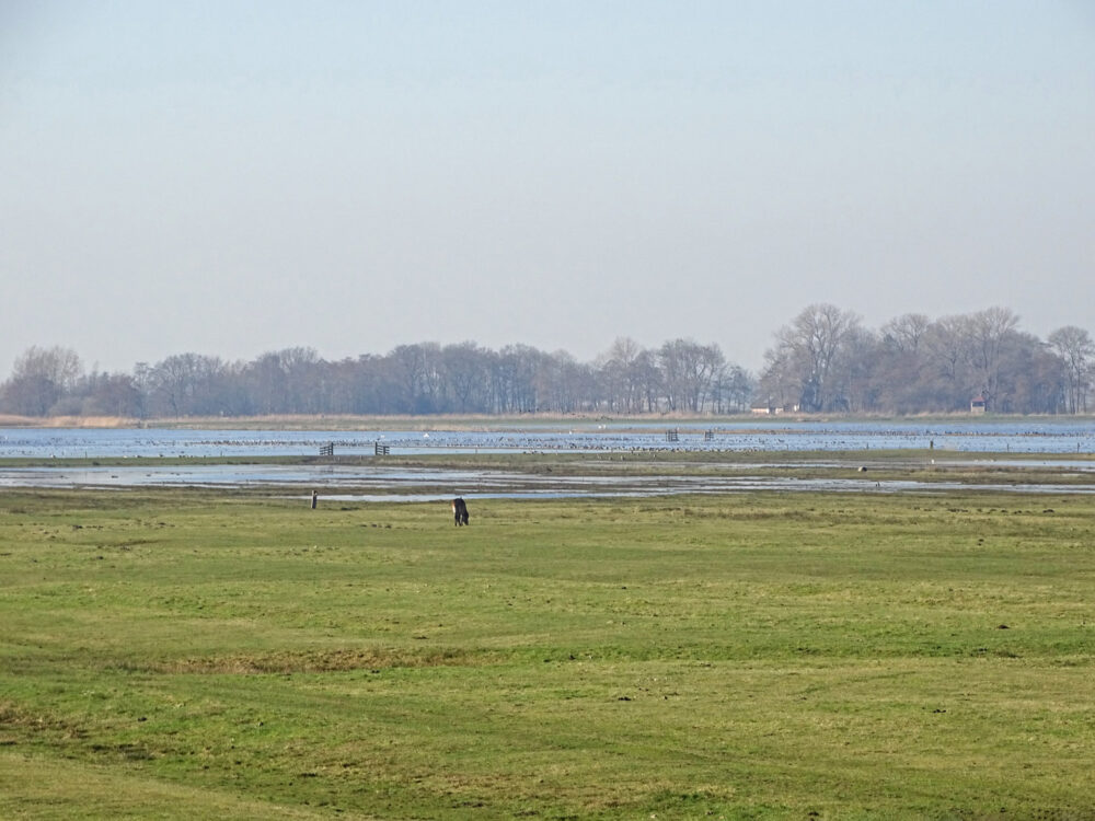 Ryptsjerksterpolder