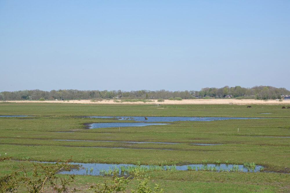 Ryptsjerksterpolder