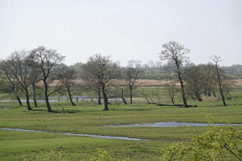 Ryptsjerksterpolder