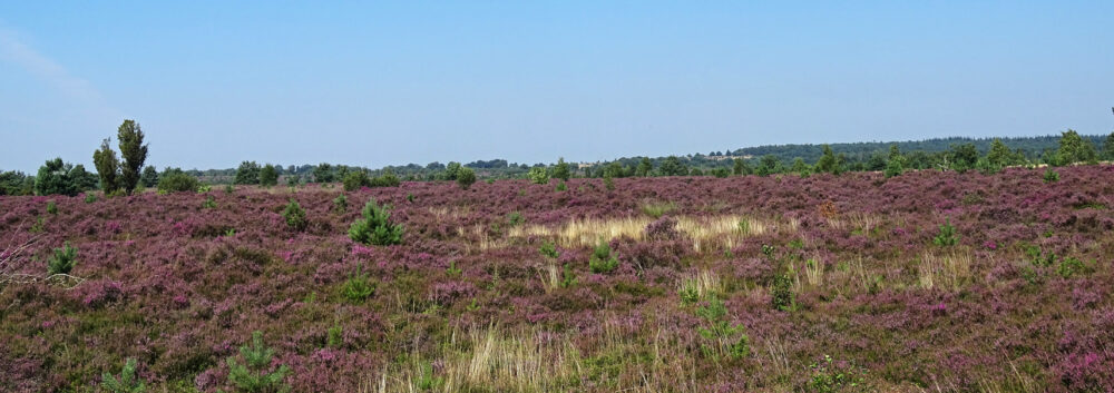 Sallandse heuvelrug