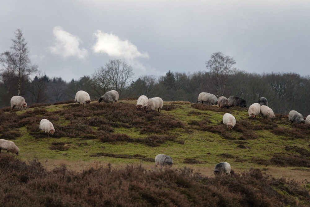 Schaapskudde Balloërveld