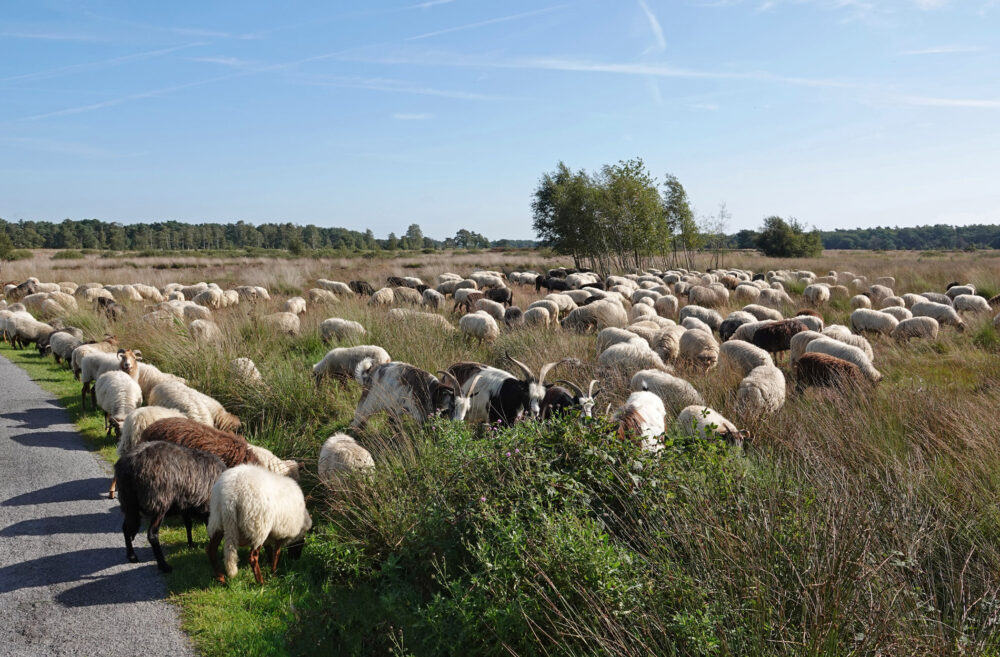 Schaapskudde op het Holtingerveld