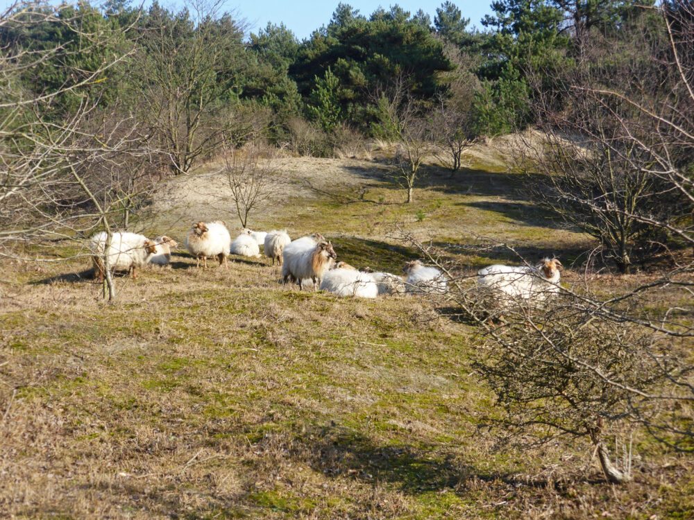 Schapen Meijendel
