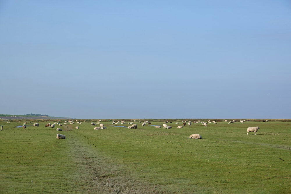 Schapen op Lauwerpolder