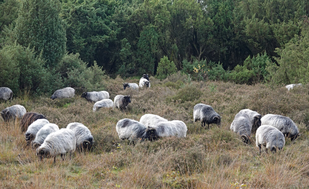 Schapen op het Mantingerzand