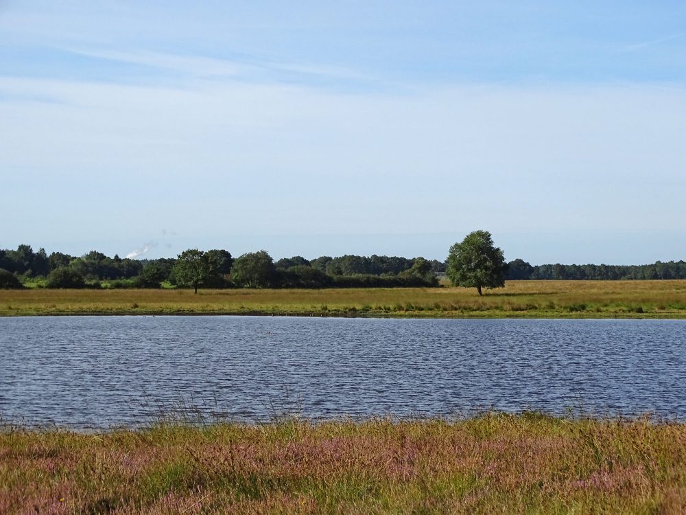 Scharreveld