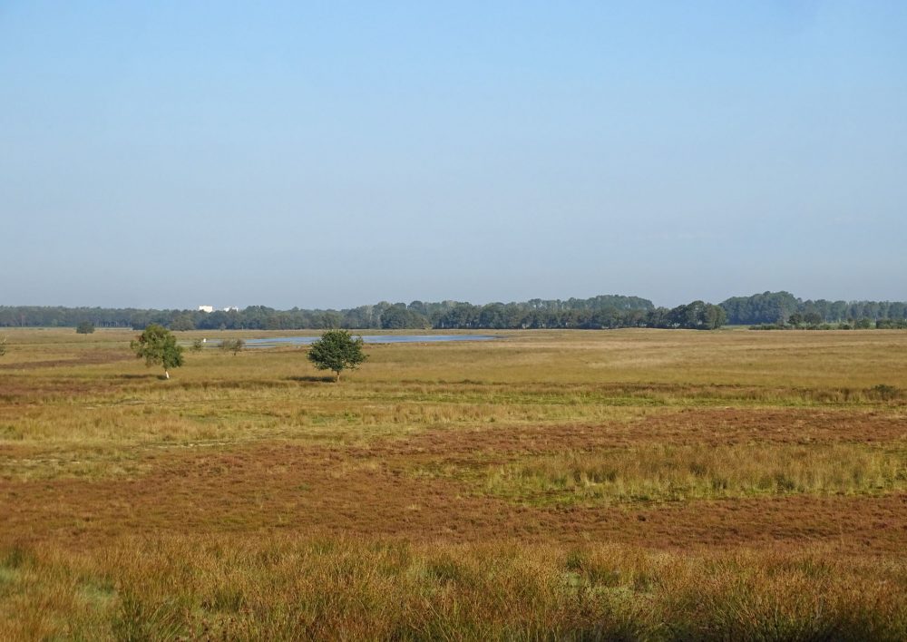 Scharreveld