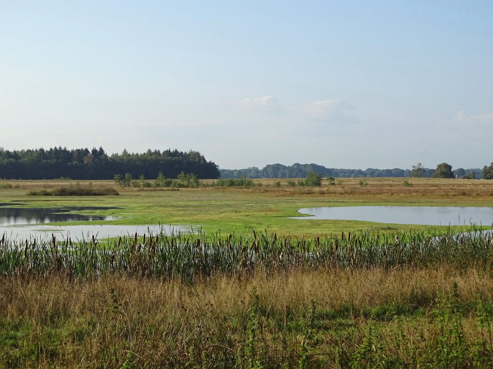 Scharreveld