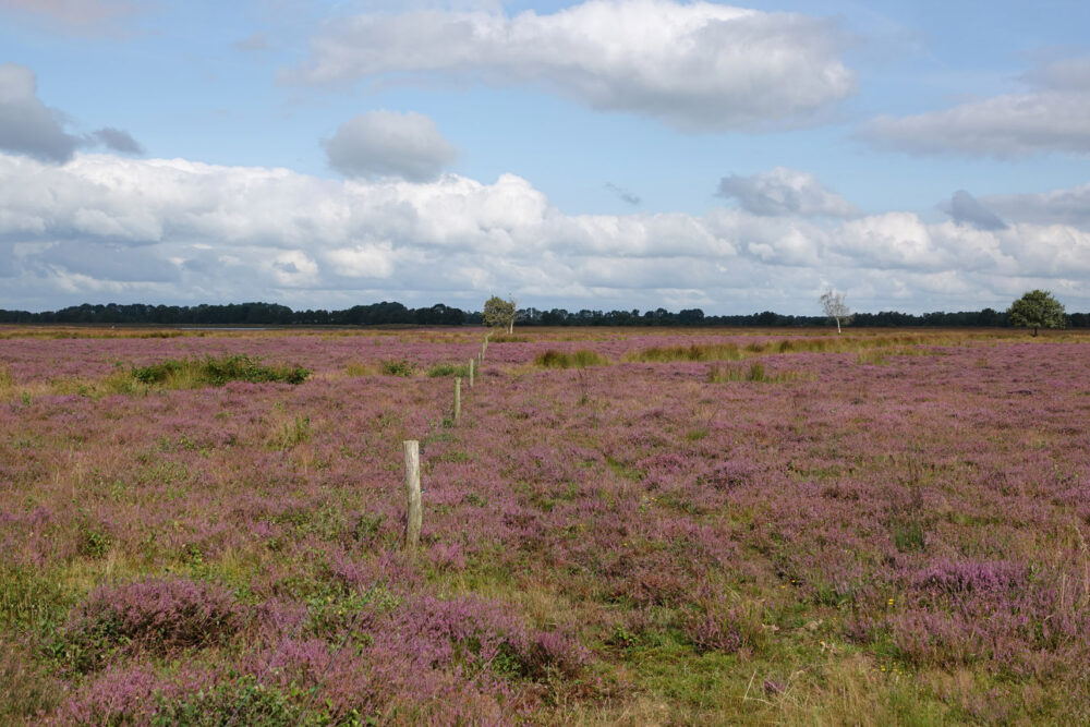 Scharreveld